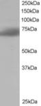 SH3 Domain Binding Protein 1 antibody, LS-B3930, Lifespan Biosciences, Western Blot image 