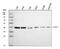 Poly(RC) Binding Protein 2 antibody, M02425, Boster Biological Technology, Western Blot image 