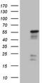 Pnr antibody, TA806217, Origene, Western Blot image 