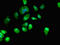 Guanylyl Cyclase Domain Containing 1 antibody, orb53655, Biorbyt, Immunofluorescence image 