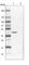 PR/SET Domain 12 antibody, HPA043143, Atlas Antibodies, Western Blot image 
