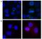 Aurora Kinase B antibody, A300-431A, Bethyl Labs, Immunocytochemistry image 