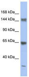Sca2 antibody, TA335796, Origene, Western Blot image 