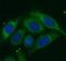 Cathepsin K antibody, FNab01310, FineTest, Immunofluorescence image 