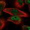 MYB Proto-Oncogene Like 2 antibody, HPA055416, Atlas Antibodies, Immunofluorescence image 