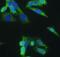 hPD-1 antibody, FNab06234, FineTest, Immunofluorescence image 