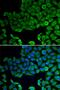 Vacuolar Protein Sorting 4 Homolog A antibody, PA5-77129, Invitrogen Antibodies, Immunofluorescence image 