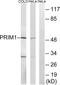 DNA Primase Subunit 1 antibody, LS-C119913, Lifespan Biosciences, Western Blot image 