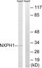Neurexophilin 1 antibody, A12696, Boster Biological Technology, Western Blot image 