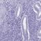 Ubiquilin 3 antibody, HPA062018, Atlas Antibodies, Immunohistochemistry paraffin image 