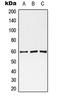 Monoamine Oxidase A antibody, LS-C353744, Lifespan Biosciences, Western Blot image 