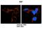 Vesicle-fusing ATPase antibody, PA5-69089, Invitrogen Antibodies, Immunohistochemistry frozen image 