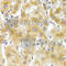 p220 antibody, A7552, ABclonal Technology, Immunohistochemistry paraffin image 