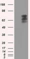 Phosphodiesterase 4A antibody, LS-C115188, Lifespan Biosciences, Western Blot image 