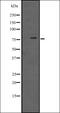 Receptor-interacting serine/threonine-protein kinase 1 antibody, orb335452, Biorbyt, Western Blot image 