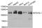 Epidermal Growth Factor Receptor Pathway Substrate 15 Like 1 antibody, A7828, ABclonal Technology, Western Blot image 
