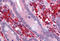 Leucine-rich repeat, immunoglobulin-like domain and transmembrane domain-containing protein 3 antibody, MBS246280, MyBioSource, Immunohistochemistry frozen image 