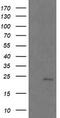 RAB21, Member RAS Oncogene Family antibody, TA505718S, Origene, Western Blot image 