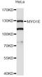 Myosin-Ie antibody, LS-C748095, Lifespan Biosciences, Western Blot image 