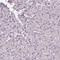 Intraflagellar Transport 52 antibody, HPA067423, Atlas Antibodies, Immunohistochemistry paraffin image 