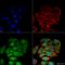 Solute Carrier Family 2 Member 2 antibody, LS-C775420, Lifespan Biosciences, Immunocytochemistry image 