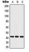 ATF4 antibody, LS-C353911, Lifespan Biosciences, Western Blot image 