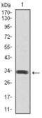 Spi-B Transcription Factor antibody, abx011859, Abbexa, Enzyme Linked Immunosorbent Assay image 