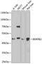 Bradykinin Receptor B2 antibody, GTX64939, GeneTex, Western Blot image 
