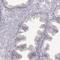 Sperm Associated Antigen 17 antibody, HPA028597, Atlas Antibodies, Immunohistochemistry frozen image 