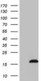 Sterile Alpha Motif Domain Containing 12 antibody, MA5-27084, Invitrogen Antibodies, Western Blot image 