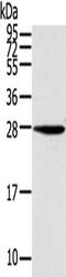 Potassium Calcium-Activated Channel Subfamily M Regulatory Beta Subunit 3 antibody, CSB-PA775785, Cusabio, Western Blot image 