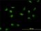 CCR4-NOT transcription complex subunit 3 antibody, H00004849-M01, Novus Biologicals, Immunocytochemistry image 