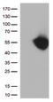 PD-L1 antibody, TA812583, Origene, Western Blot image 