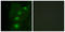 ALX Homeobox 3 antibody, LS-C118726, Lifespan Biosciences, Immunofluorescence image 