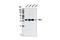 PACT antibody, 13490S, Cell Signaling Technology, Western Blot image 