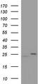 Ras-related protein Rab-21 antibody, CF505719, Origene, Western Blot image 