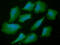 AHSA1 antibody, GTX57644, GeneTex, Immunofluorescence image 