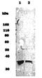 Musashi RNA Binding Protein 1 antibody, NB100-1759, Novus Biologicals, Western Blot image 