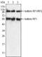 Paternally Expressed 10 antibody, MA5-15476, Invitrogen Antibodies, Western Blot image 