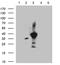 Somatostatin Receptor 3 antibody, M04188, Boster Biological Technology, Western Blot image 