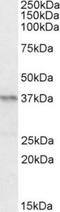 Paired box protein Pax-4 antibody, TA311354, Origene, Western Blot image 