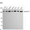 Dynactin subunit 1 antibody, LS-C812947, Lifespan Biosciences, Western Blot image 