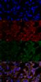 4 Hydroxynonenal antibody, SMC-511D-A565, StressMarq, Immunofluorescence image 