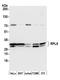 Ribosomal Protein L8 antibody, A305-060A, Bethyl Labs, Western Blot image 