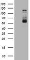 Fibroblast Growth Factor Receptor 3 antibody, CF801078, Origene, Western Blot image 