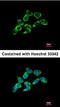Mitochondrial import inner membrane translocase subunit Tim17-A antibody, orb74226, Biorbyt, Immunocytochemistry image 