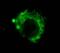 CD107b antibody, SMC-141D-A565, StressMarq, Immunofluorescence image 