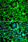 BH3-Like Motif Containing, Cell Death Inducer antibody, A7275, ABclonal Technology, Immunofluorescence image 