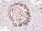Secretoglobin Family 1A Member 1 antibody, 10808-T24, Sino Biological, Immunohistochemistry frozen image 