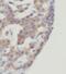 GULP PTB Domain Containing Engulfment Adaptor 1 antibody, FNab03732, FineTest, Immunohistochemistry frozen image 